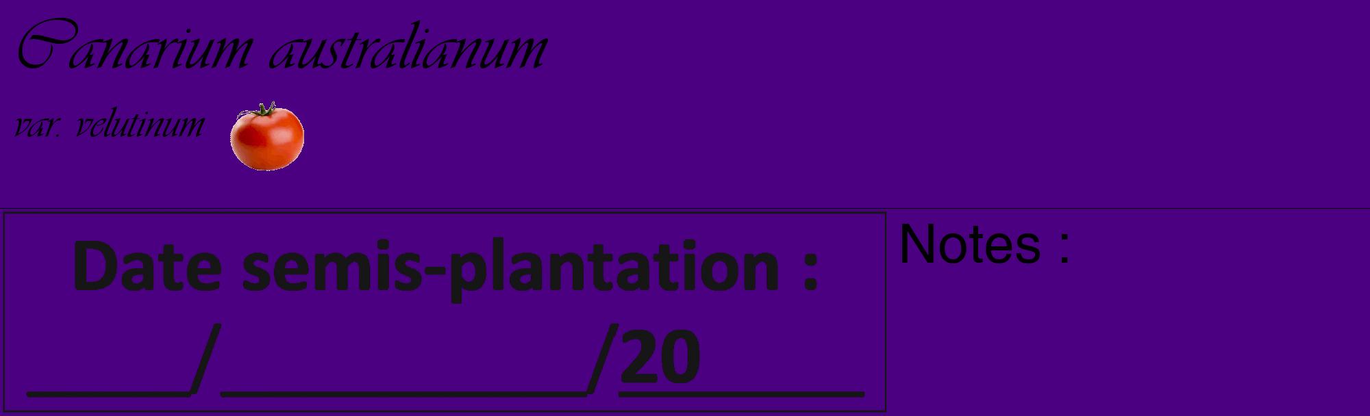 Étiquette de : Canarium australianum var. velutinum - format c - style noire47_basique_basiqueviv avec comestibilité simplifiée