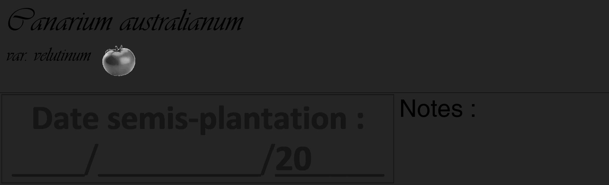 Étiquette de : Canarium australianum var. velutinum - format c - style noire47_basique_basiqueviv avec comestibilité simplifiée