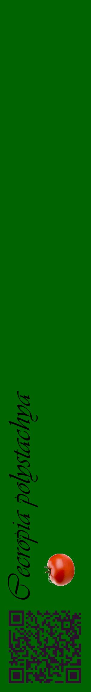 Étiquette de : Cecropia polystachya - format c - style noire8_basiqueviv avec qrcode et comestibilité simplifiée