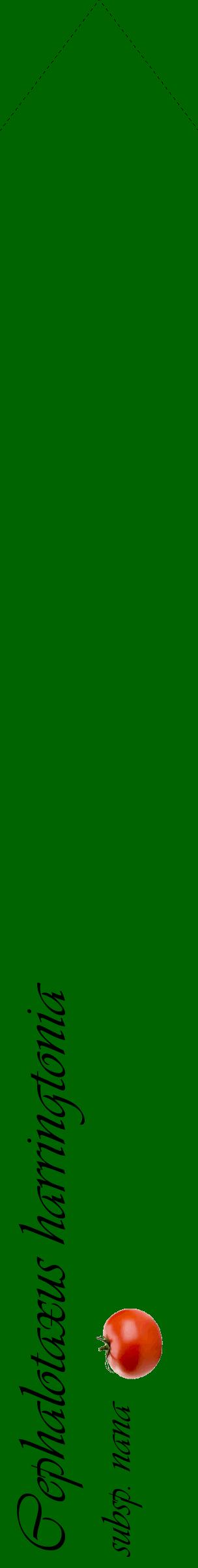 Étiquette de : Cephalotaxus harringtonia subsp. nana - format c - style noire8_simpleviv avec comestibilité simplifiée