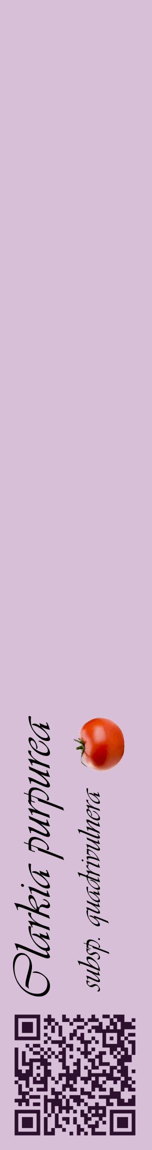 Étiquette de : Clarkia purpurea subsp. quadrivulnera - format c - style noire54_basiqueviv avec qrcode et comestibilité simplifiée