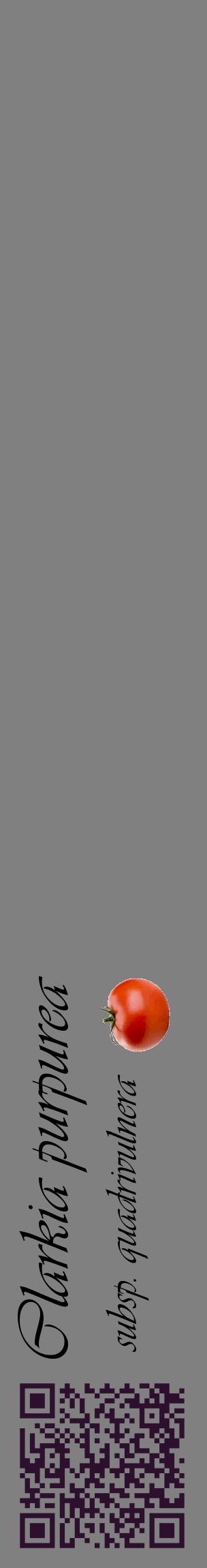 Étiquette de : Clarkia purpurea subsp. quadrivulnera - format c - style noire57_basiqueviv avec qrcode et comestibilité simplifiée