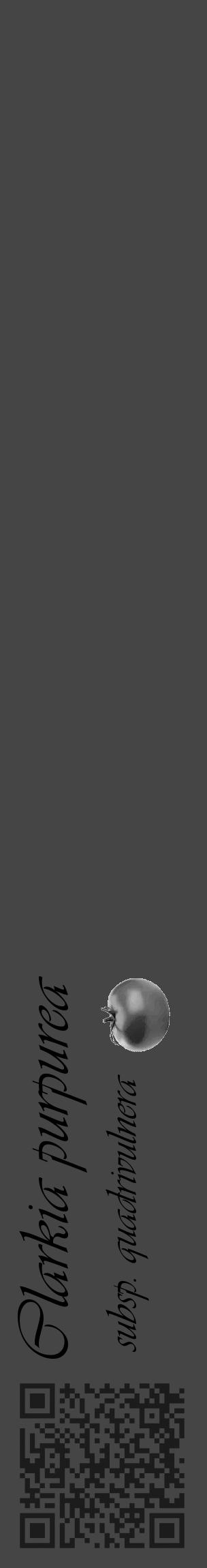 Étiquette de : Clarkia purpurea subsp. quadrivulnera - format c - style noire58basique_basique_basiqueviv avec qrcode et comestibilité simplifiée - position verticale