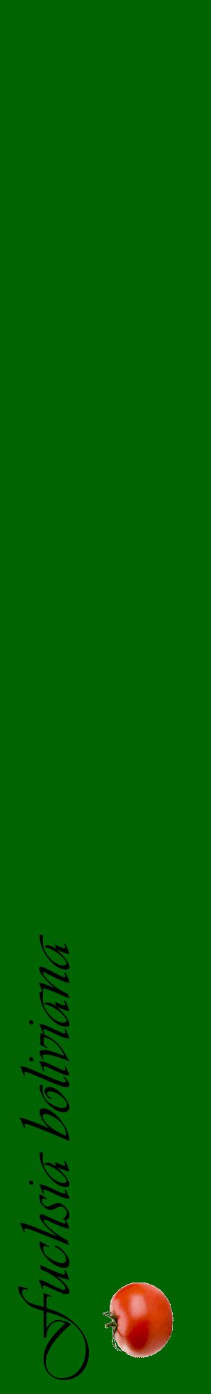 Étiquette de : Fuchsia boliviana - format c - style noire8_basiqueviv avec comestibilité simplifiée