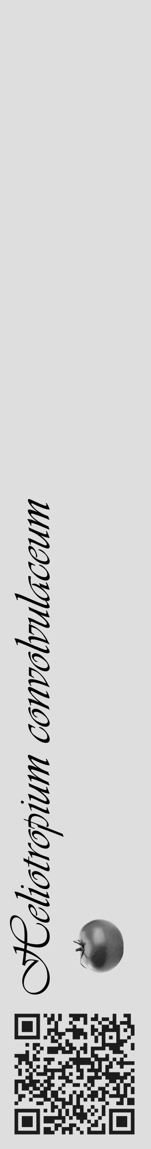Étiquette de : Heliotropium convolvulaceum - format c - style noire20_basique_basiqueviv avec qrcode et comestibilité simplifiée - position verticale