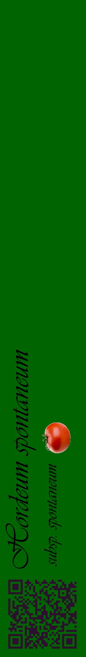 Étiquette de : Hordeum spontaneum subsp. spontaneum - format c - style noire8_basiqueviv avec qrcode et comestibilité simplifiée