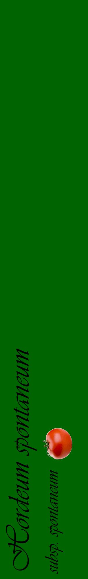 Étiquette de : Hordeum spontaneum subsp. spontaneum - format c - style noire8_basiqueviv avec comestibilité simplifiée