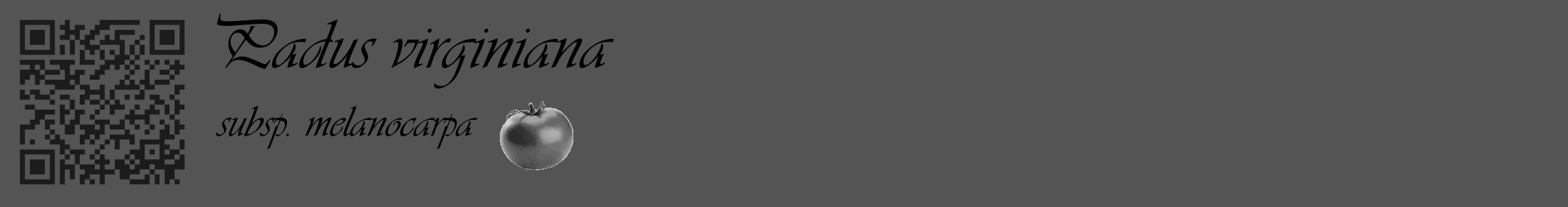 Étiquette de : Padus virginiana subsp. melanocarpa - format c - style noire36_basique_basiqueviv avec qrcode et comestibilité simplifiée