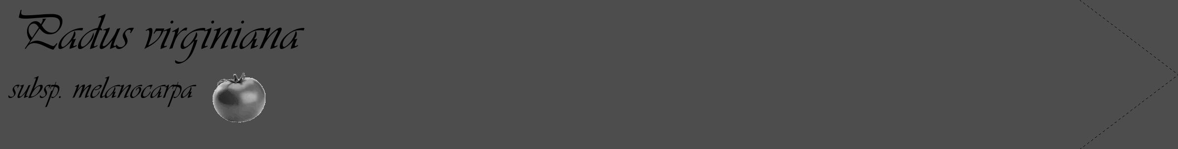 Étiquette de : Padus virginiana subsp. melanocarpa - format c - style noire28_simple_simpleviv avec comestibilité simplifiée