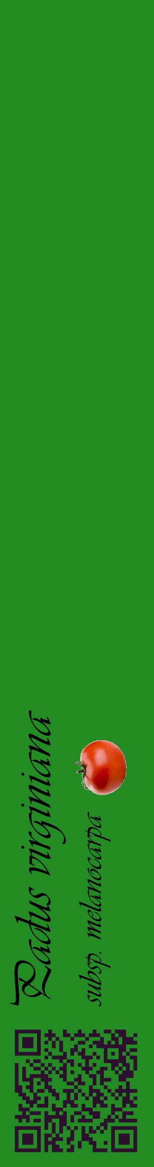 Étiquette de : Padus virginiana subsp. melanocarpa - format c - style noire10_basiqueviv avec qrcode et comestibilité simplifiée