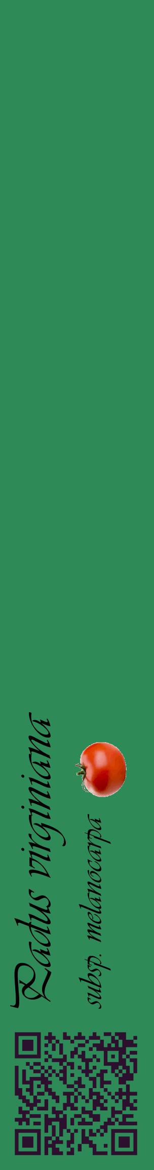 Étiquette de : Padus virginiana subsp. melanocarpa - format c - style noire11_basiqueviv avec qrcode et comestibilité simplifiée