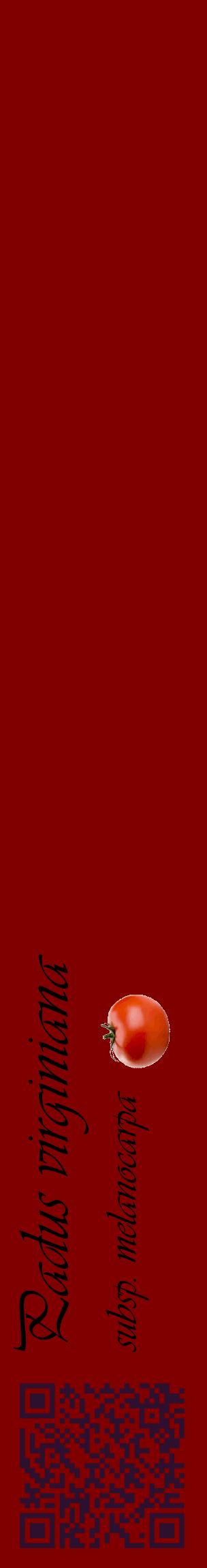 Étiquette de : Padus virginiana subsp. melanocarpa - format c - style noire29_basiqueviv avec qrcode et comestibilité simplifiée