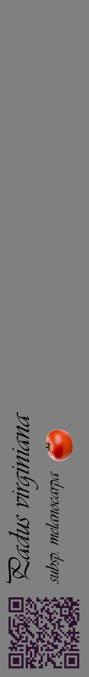 Étiquette de : Padus virginiana subsp. melanocarpa - format c - style noire57_basiqueviv avec qrcode et comestibilité simplifiée