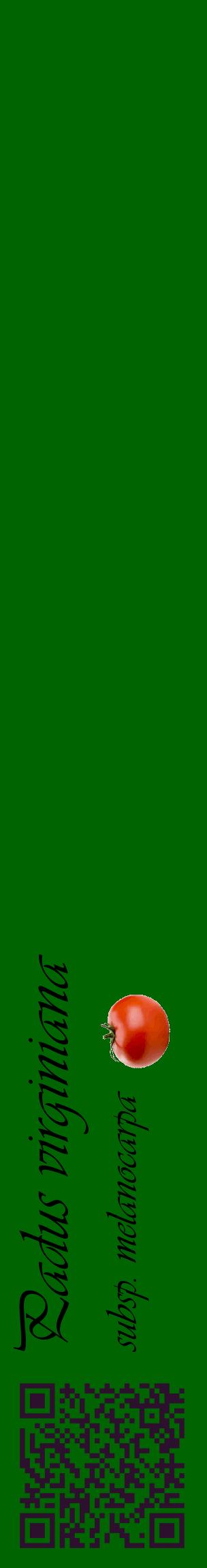 Étiquette de : Padus virginiana subsp. melanocarpa - format c - style noire8_basiqueviv avec qrcode et comestibilité simplifiée