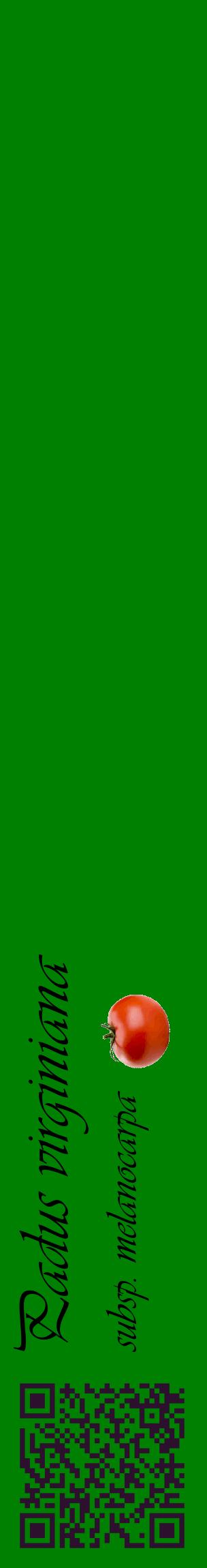 Étiquette de : Padus virginiana subsp. melanocarpa - format c - style noire9_basiqueviv avec qrcode et comestibilité simplifiée