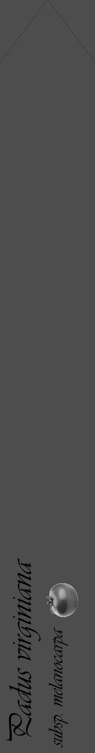 Étiquette de : Padus virginiana subsp. melanocarpa - format c - style noire28_simple_simpleviv avec comestibilité simplifiée - position verticale