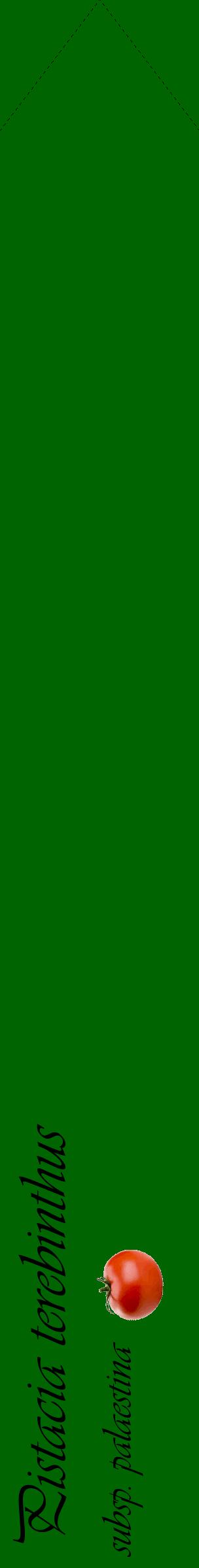 Étiquette de : Pistacia terebinthus subsp. palaestina - format c - style noire8_simpleviv avec comestibilité simplifiée