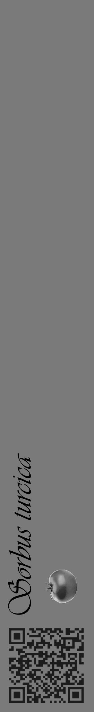 Étiquette de : Sorbus turcica - format c - style noire3_basique_basiqueviv avec qrcode et comestibilité simplifiée - position verticale