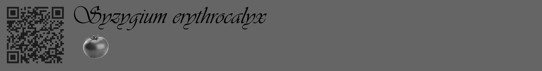 Étiquette de : Syzygium erythrocalyx - format c - style noire32_basique_basiqueviv avec qrcode et comestibilité simplifiée