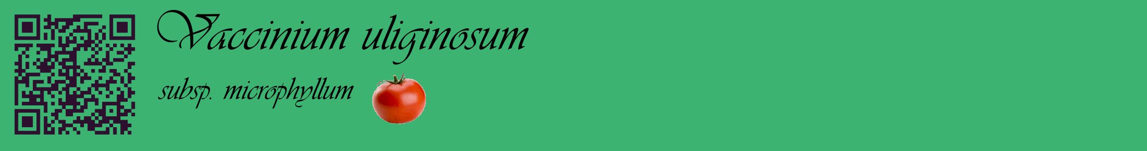 Étiquette de : Vaccinium uliginosum subsp. microphyllum - format c - style noire12basique_basique_basiqueviv avec qrcode et comestibilité simplifiée