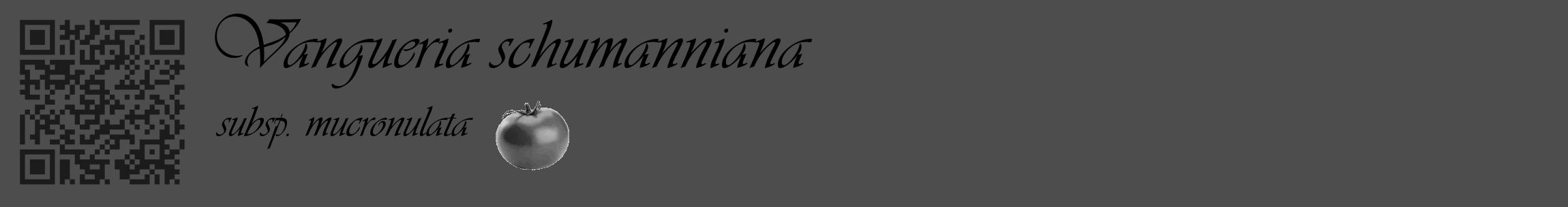 Étiquette de : Vangueria schumanniana subsp. mucronulata - format c - style noire28_basique_basiqueviv avec qrcode et comestibilité simplifiée