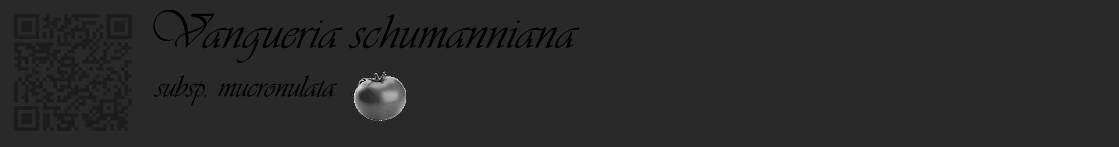 Étiquette de : Vangueria schumanniana subsp. mucronulata - format c - style noire34_basique_basiqueviv avec qrcode et comestibilité simplifiée