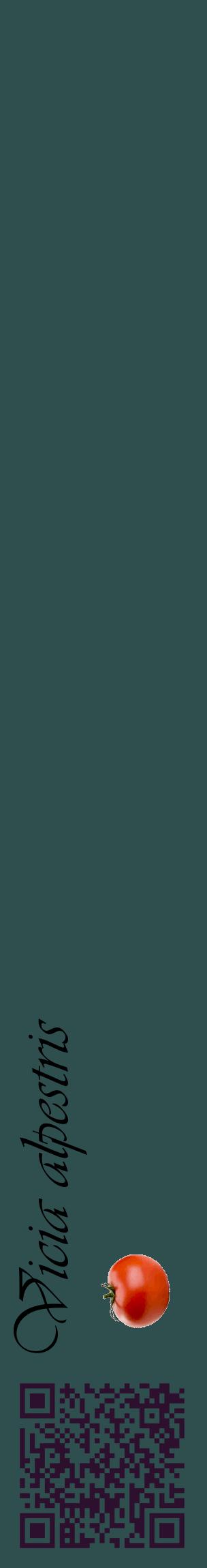 Étiquette de : Vicia alpestris - format c - style noire58_basiqueviv avec qrcode et comestibilité simplifiée