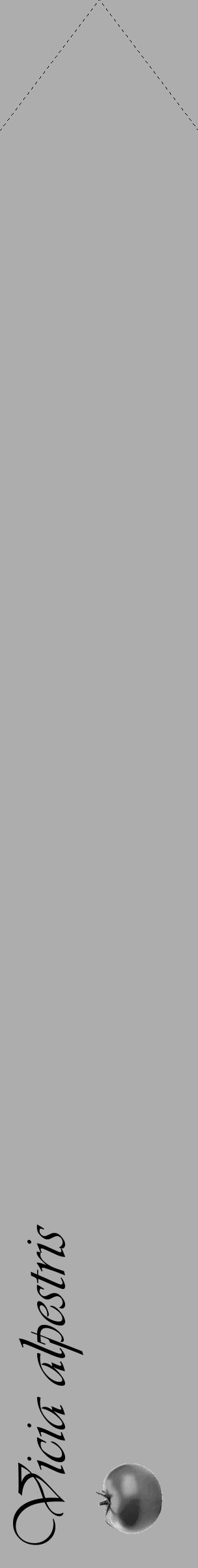 Étiquette de : Vicia alpestris - format c - style noire22_simple_simpleviv avec comestibilité simplifiée - position verticale