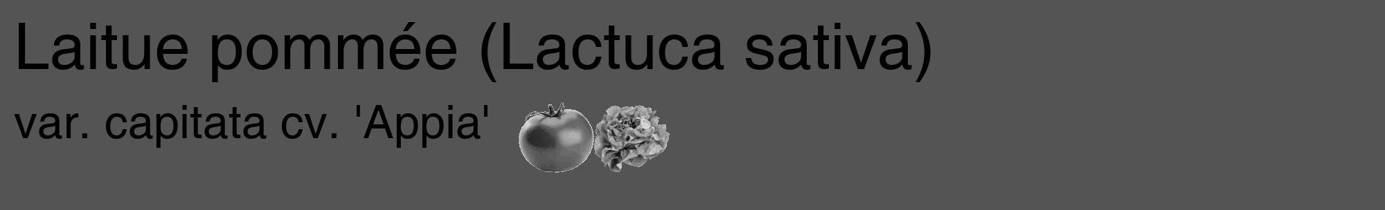Étiquette de : Lactuca sativa var. capitata cv. 'Appia' - format c - style noire36_basique_basiquehel avec comestibilité simplifiée