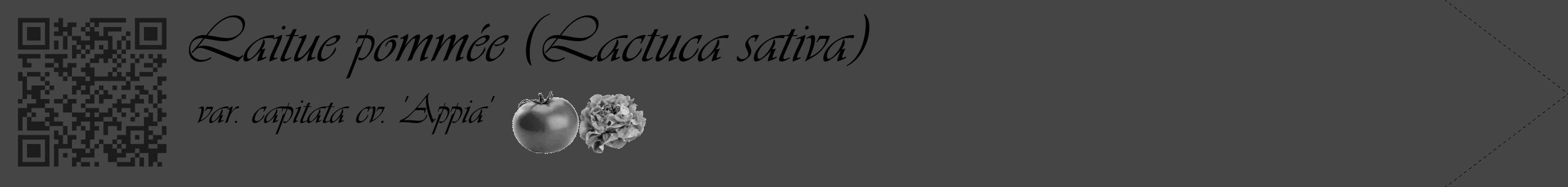 Étiquette de : Lactuca sativa var. capitata cv. 'Appia' - format c - style noire58_simple_simpleviv avec qrcode et comestibilité simplifiée