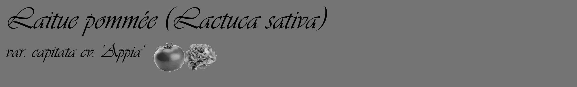 Étiquette de : Lactuca sativa var. capitata cv. 'Appia' - format c - style noire26_basique_basiqueviv avec comestibilité simplifiée