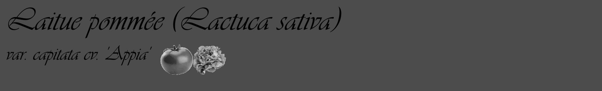 Étiquette de : Lactuca sativa var. capitata cv. 'Appia' - format c - style noire27_basique_basiqueviv avec comestibilité simplifiée