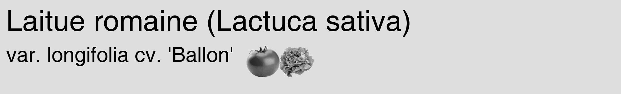 Étiquette de : Lactuca sativa var. longifolia cv. 'Ballon' - format c - style noire20_basique_basiquehel avec comestibilité simplifiée