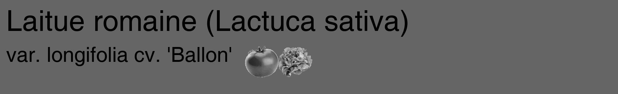 Étiquette de : Lactuca sativa var. longifolia cv. 'Ballon' - format c - style noire32_basique_basiquehel avec comestibilité simplifiée