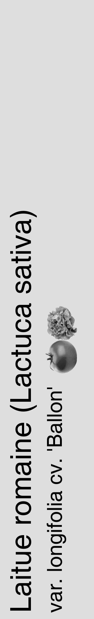 Étiquette de : Lactuca sativa var. longifolia cv. 'Ballon' - format c - style noire20_basique_basiquehel avec comestibilité simplifiée - position verticale