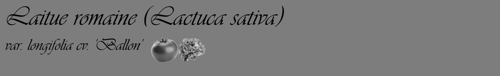 Étiquette de : Lactuca sativa var. longifolia cv. 'Ballon' - format c - style noire35_basique_basiqueviv avec comestibilité simplifiée