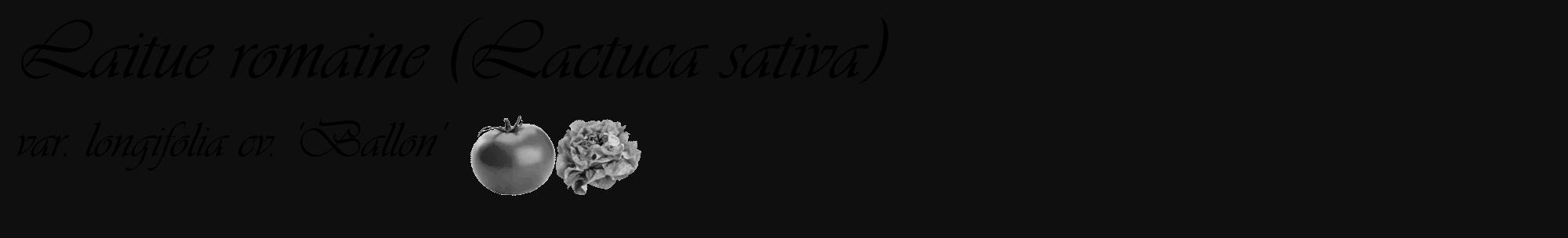 Étiquette de : Lactuca sativa var. longifolia cv. 'Ballon' - format c - style noire7_basique_basiqueviv avec comestibilité simplifiée