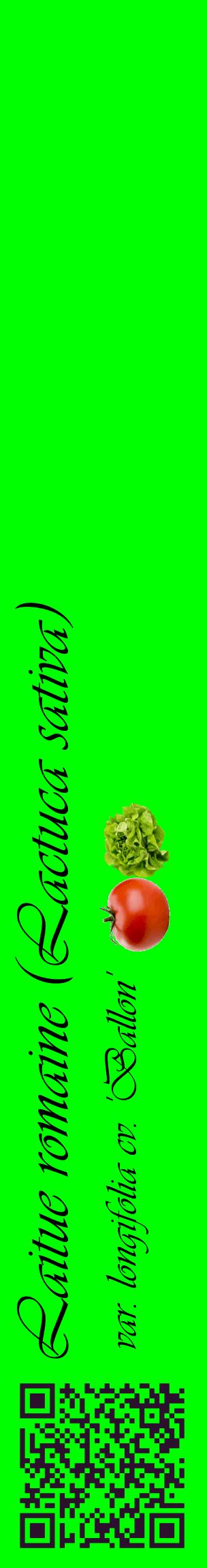 Étiquette de : Lactuca sativa var. longifolia cv. 'Ballon' - format c - style noire16_basiqueviv avec qrcode et comestibilité simplifiée