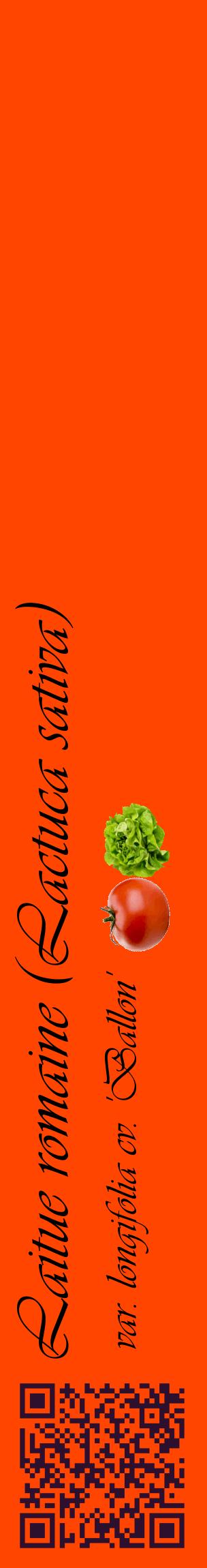 Étiquette de : Lactuca sativa var. longifolia cv. 'Ballon' - format c - style noire26_basiqueviv avec qrcode et comestibilité simplifiée