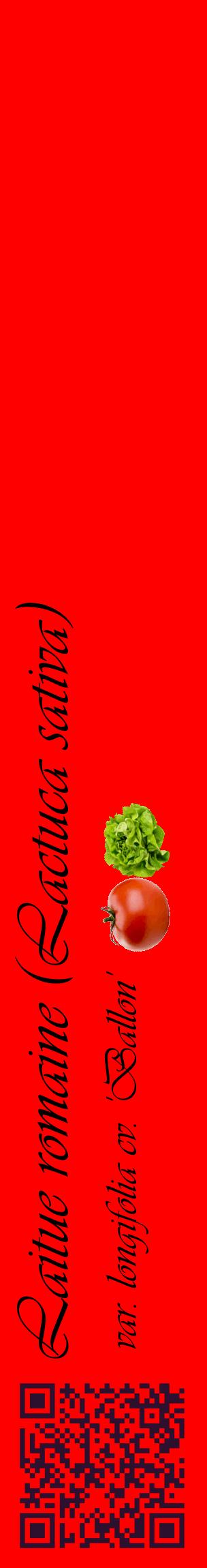 Étiquette de : Lactuca sativa var. longifolia cv. 'Ballon' - format c - style noire27_basiqueviv avec qrcode et comestibilité simplifiée
