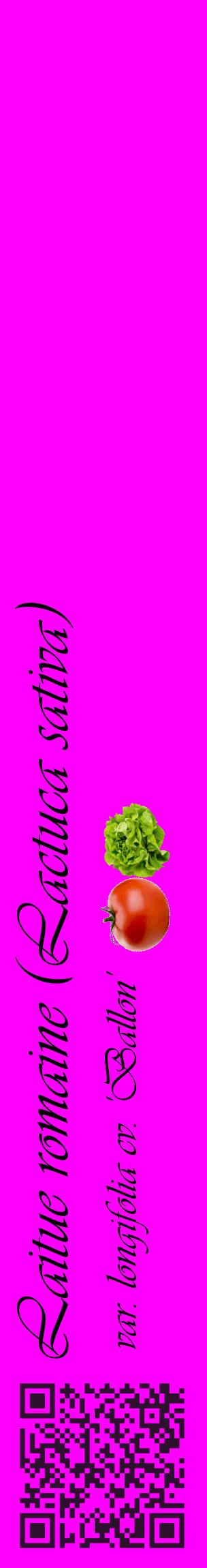 Étiquette de : Lactuca sativa var. longifolia cv. 'Ballon' - format c - style noire51_basiqueviv avec qrcode et comestibilité simplifiée