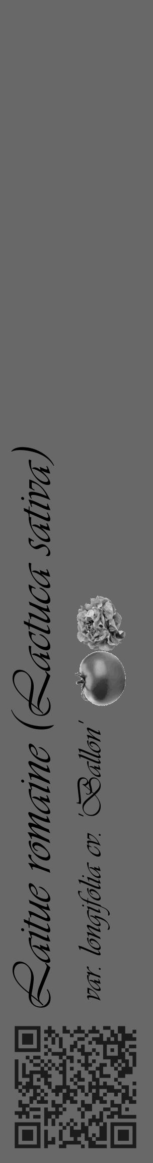 Étiquette de : Lactuca sativa var. longifolia cv. 'Ballon' - format c - style noire6_basique_basiqueviv avec qrcode et comestibilité simplifiée - position verticale