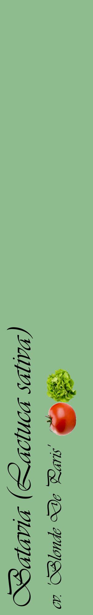 Étiquette de : Lactuca sativa cv. 'Blonde De Paris' - format c - style noire13_basiqueviv avec comestibilité simplifiée