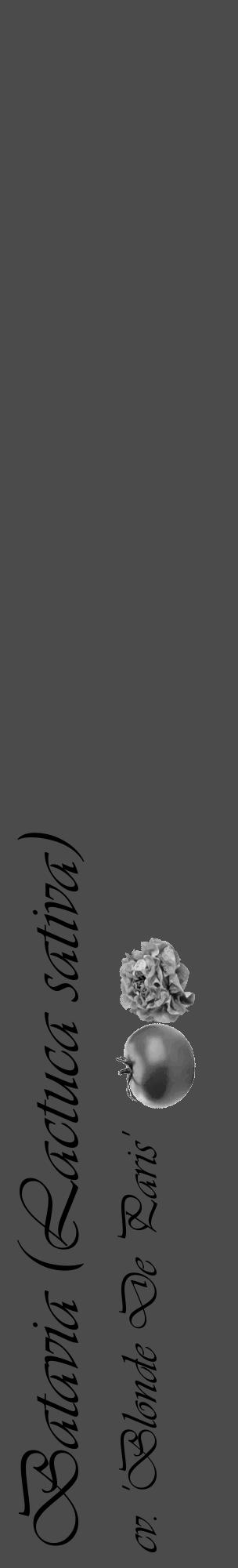 Étiquette de : Lactuca sativa cv. 'Blonde De Paris' - format c - style noire9_basique_basiqueviv avec comestibilité simplifiée - position verticale
