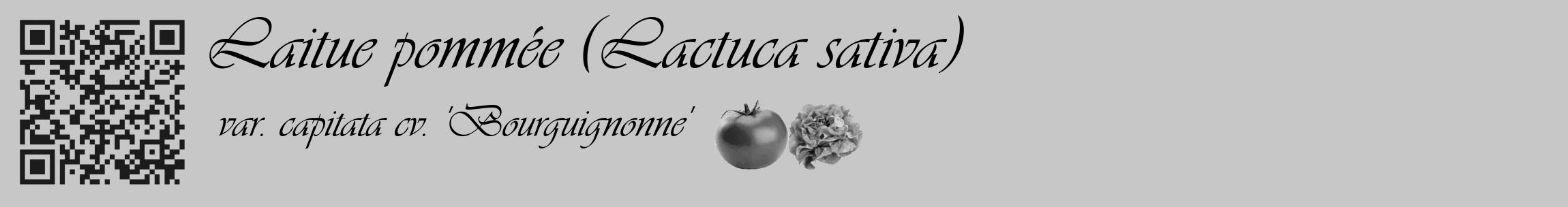 Étiquette de : Lactuca sativa var. capitata cv. 'Bourguignonne' - format c - style noire15_basique_basiqueviv avec qrcode et comestibilité simplifiée