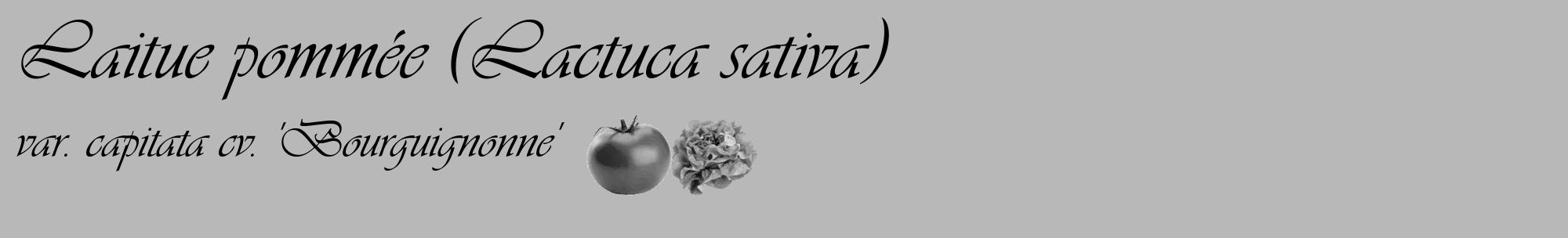 Étiquette de : Lactuca sativa var. capitata cv. 'Bourguignonne' - format c - style noire39_basique_basiqueviv avec comestibilité simplifiée