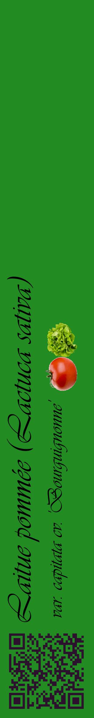 Étiquette de : Lactuca sativa var. capitata cv. 'Bourguignonne' - format c - style noire10_basiqueviv avec qrcode et comestibilité simplifiée