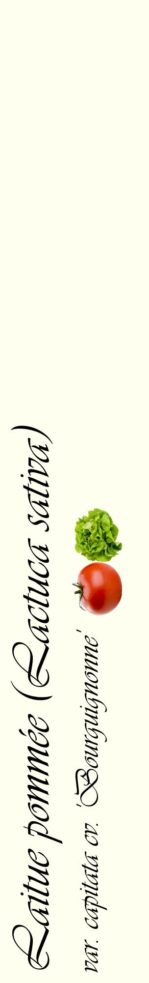 Étiquette de : Lactuca sativa var. capitata cv. 'Bourguignonne' - format c - style noire19_basiqueviv avec comestibilité simplifiée