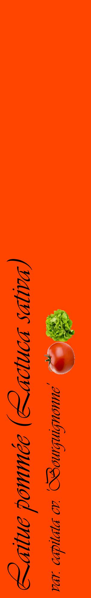 Étiquette de : Lactuca sativa var. capitata cv. 'Bourguignonne' - format c - style noire26_basiqueviv avec comestibilité simplifiée