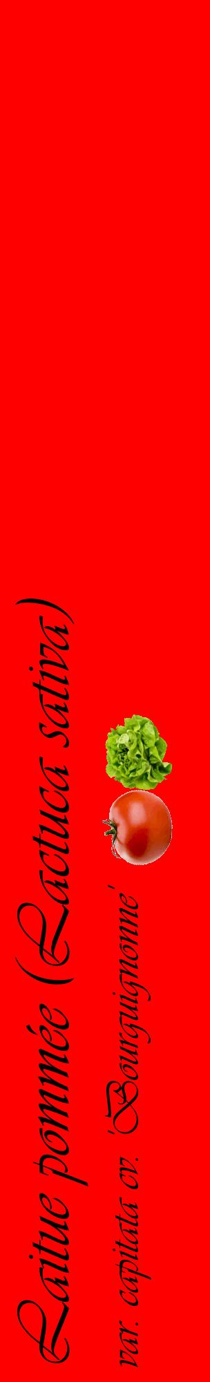 Étiquette de : Lactuca sativa var. capitata cv. 'Bourguignonne' - format c - style noire27_basiqueviv avec comestibilité simplifiée